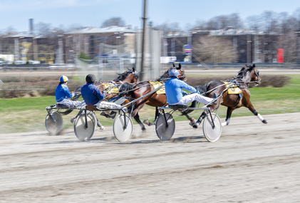Harness racing. Racing horses harnessed to lightweight strollers.