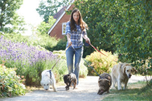 Professional Dog Walker Exercising Dogs In Park