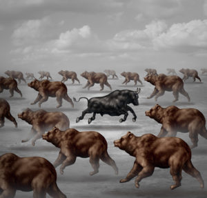 Stock market positive forecast financial concept and contrarian individual financial symbol as a courageous bull running in the opposite direction of a group of bears as an investing trend symbol.